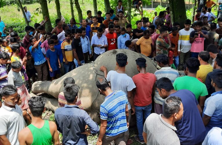 পূর্ণবয়স্ক হাতির রহস্যজনক মৃত্যু জলপাইগুড়িতে