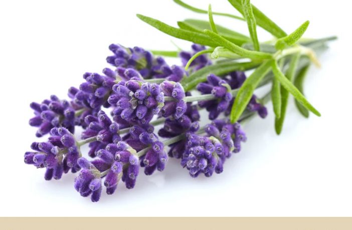 Health-benefits-of-Lavender