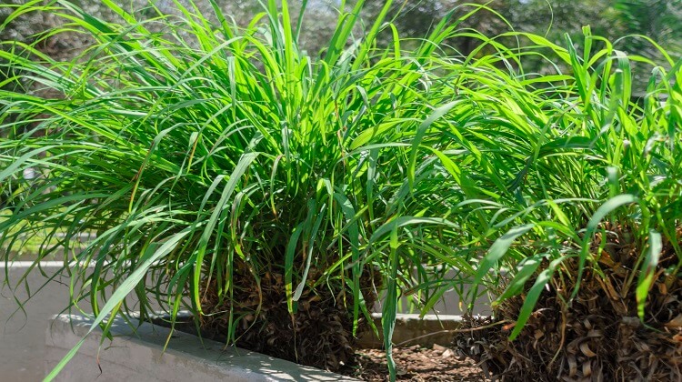 citronella-plant for mosquito replant