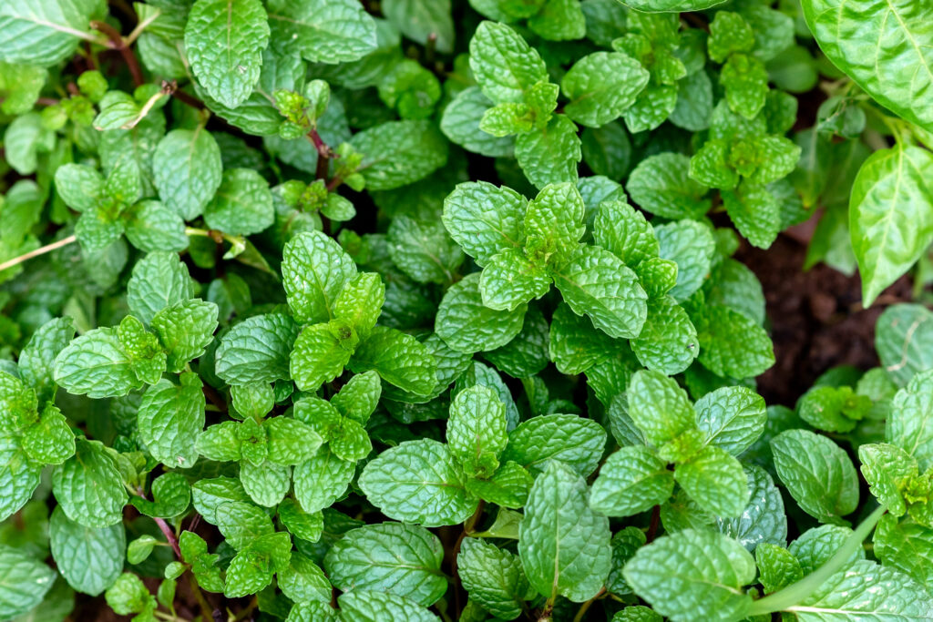 Peppermint, Leaves